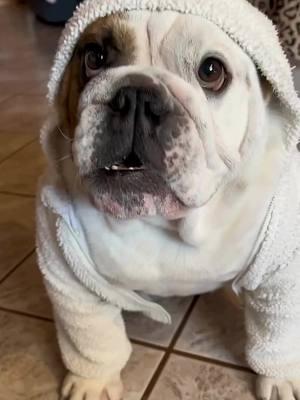 It is cold 🥶 hi frens 😎 Credit: @Tyson The Gangsta Bully  . . . . . . . . . #englishbulldogpuppies #englishbulldogpuppies #englishbulldoglover #englishbulldogpuppiesoftikt #bulldogsoftiktok #englishbulldogsoftiktok❤️ #englishbulldogsoftiktok❤️👑 #bulldogsoftiktok #englishbulldogpuppie #bulldogoftiktokbulldog #englishbulldoglovers #englishbulldogs #englishbulldogs #englishoftiktok 