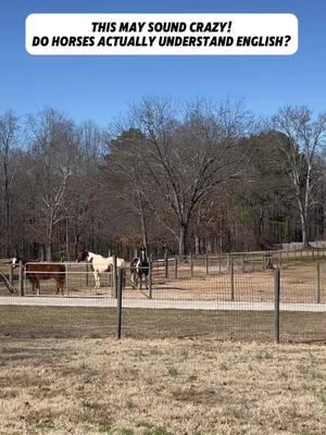 Come hang out with us on YouTube if the TikTok ban takes place www.youtube.com/@americandreamfarm                      Link in bio also. In a sense, yes,  horses do understand English or any language that they are trained in for their verbal cues with words up to as many as three syllables. Horses will make a mental association with a word, followed by an action and will become very familiar with our body language, and what action follows. Because horses are prey animals they are masters of reading body language, and because we humans are such creatures of habit, The horses get very good at predicting Our next moves simply because we have displayed that same behavior and action before. So it’s more about them, reading our body language and making a mental association. #C#CapCuta#americandreamfarmh#horseh#horsetokh#horsetrainerh#horsetrainingh#horsetrainingtipsh#horsehumorh#horsesoftiktokh#horsesontiktokh#horsegirlf#funnyhorsel#learnl#learnfrommel#LearnOnTikTok