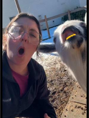 Replying to @VioletThePig goat grillz #goat #goats #goatsoftiktok #grillz #farmlife  #farmtok 