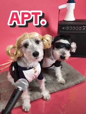 Rocket is 10 and Gogo is 7!! 🫨 Made something cute in celebration of our dogs’ birthdays last month 🥳 our cheeks hurt watching this over and over - should we do more k-pop covers? k-pup covers?? #aptdancechallenge #kpopcovers #funnykpop @Daina 