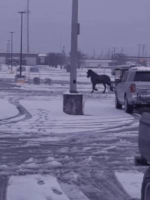 Just an Amish guy doing burnouts with his horse and buggy #amishparadise#horsebuggy#burnout#snow#fyp