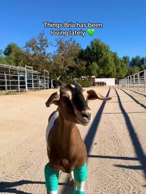 Everyday, Bria reminds us of the beautiful life animals can have when they are safe and care for. She is onto the next steps of her healing journey, and she’s doing so well! We can’t wait to share more with you next time 😊 #goatsoftiktok #goat #animalrescue #farmanimalsanctuary #thegentlebarn #fyp #cuteanimals 