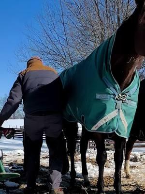 In the words of Forest Gump… “it happens” #naturalhorsemanship #veteran #farrier #farriersoftiktok #equestrian #equine #horse #snow #poop #shit #shitshow #shithappens #farrierlife #hoof #hooftrimming