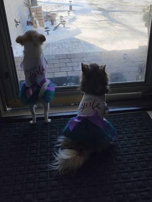 #frannielife #FranDan #postmandan #graciebeane #chihuahuas #puppytiktok #frannieandthebeane #frandanfurever #longhairedchihuahuas 