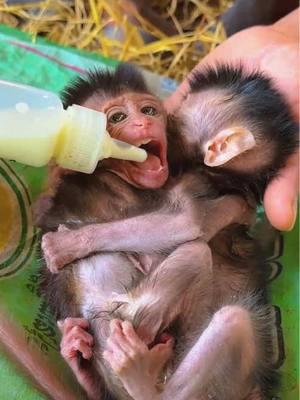 Rescue The poor baby monkey #monkey #monkeys #monkeydluffy #babymonkey #cute #cutemonkey #wildlife #monkeyface #usa #wildanimals #animals #pet #foryou #cuteanimals #poor #monkeybaby #monkeylover #babyanimals #adorable #viral 