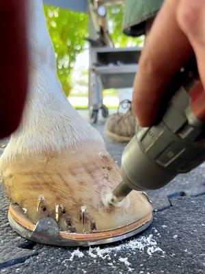 #animalwelfare #asmr #satisfying #farrier #farriersoftiktok #horse #horseshoe #hoof #care 