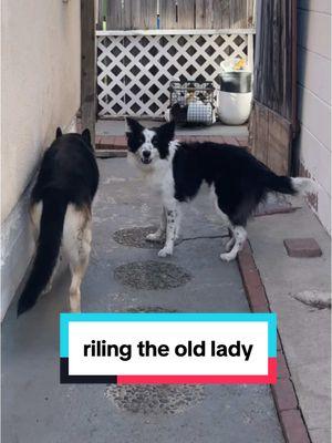 sometimes Mal can get the old lady shepherd going #bordercollie #dogdad #puppy #germanshepherd #puppyplaytime 