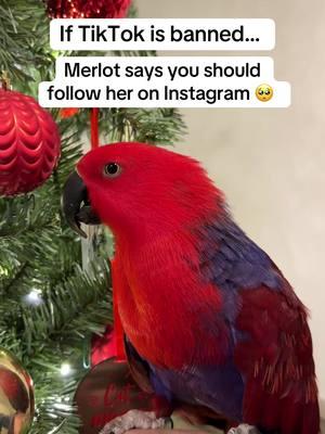 🥹 It would make Merlot’s day if you follow @merlottheeclectus on instagram 🥹❤️💙 especially if tiktok is banned Merlot’s so sad about the potential tiktok ban but would make her so happy to see you on instagram 🥲 it’s been wonderful meeting you all on here and we feel so appreciate everyones support & 36k + followers! We never wouldve imagined! Merlot will be more active on instagram very soon with the ban nearing 😞 also planning to be more consistent with Merlot’s instagram and you definitely dont wanna miss!  Thank you to everyone whos been follwoing her journey will see you soon ❤️❤️❤️💙💙💙 #tiktokban #eclectusparrot #eclectus #parrotsoftiktok #parrot #PetsOfTikTok 