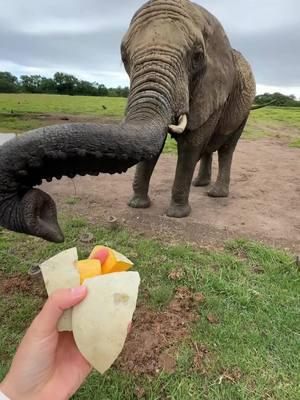 Day 4 in South Africa: feeding the elephants 🥹🩷 #southafrica #southafricatravel #travelcouple #elephants 