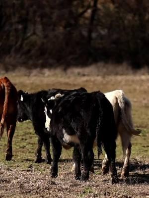 Hola new moos! 🐂 #NextLevelPerformanceHorses #horsetrainer #horsetraining #ranchhorse #ranchriding #horseshowprep #cattle #cowboy #fypシ゚viral 