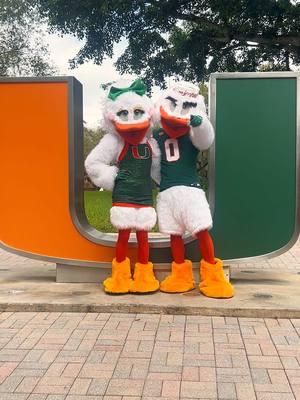 There’s a new bird in town… 🎀 #Gigi #umiami #mascot #campuslife 