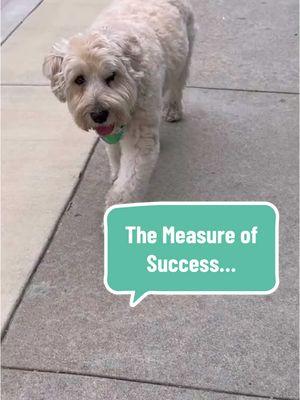 The Measure of Success 🐶 #wheatenterrier #dogsoftiktok #comedy #freecomedy #wisdom 