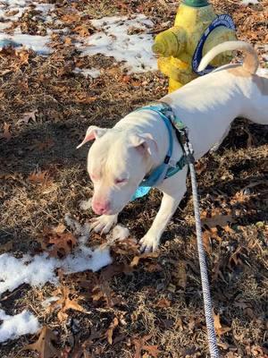 I tried to include a little of the walk in this one! 🫶🏻 #fyp #dogsoftiktok #blinddog #deafdog #adoptdontshop #fettythebully 