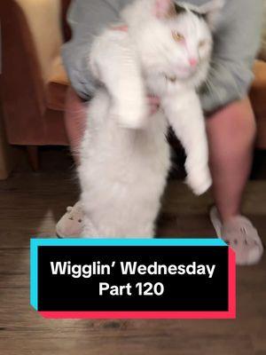 Wigglin’ Wednesday Part 120 🕺😶‍🌫️😈 the after-work wiggle party 🦭🔥 #cat #catsoftiktok #wigglinwednesday #melonnfinn #fyp