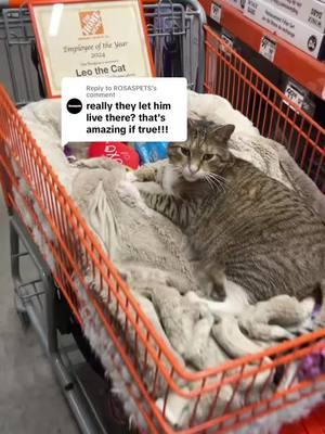 It’s true! Leo is a full time mouser at Home Depot 🐱#catdad2020 #catsoftiktok #homedepot 