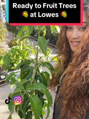 Ready to Fruit Trees at Lowes #fruittree #growyourownfruit #growyourownfood #mangoes #mangotree #growmango #lowes #shoppingatlowes #lowesfinds #lowesplants #plantshopping #fruittree #foodforest #fruitforest #fruitgarden #backyardgardening #backyardgarden #floridagardening #floridagarden #plantshopwithme 