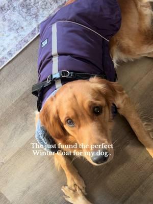 I’m definitely going to have to exchange it for the bigger size, but I still love this jacket and think it’s great quality, especially for the price! I highly recommend. #dogmom #mysthave #doglover #TikTokShop #goldenretriever #dogfashion 