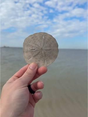 #live today was cold but great!! #sand #sanddollar ##beach #seashell 