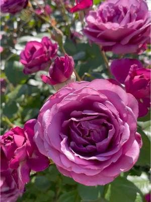 🌹Garden Announcement🌹 One of my all-time favorite roses, Plum Perfect, is BACK IN STOCK at @Jackson & Perkins! Order now and they’ll ship it to your door at the appropriate planting time. This hardy floribunda is enormous and covered in blooms for 9 months out of the year at my house. I literally catch people taking pictures of their children in front of this rose. 😅 Be That Garden in your neighborhood by planting this easy keeper. Use code ROSETABLE15 for 15% off your order! 🌹  #roses #rosegarden #gardentok #gardening 