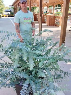 🚨 Eucalyptus 'Silver Dollar' Alert! 🚨 ✨ The ultimate medicinal plant: super easy to grow, a fantastic cut flower, and heat tolerant! #eucalyptus #mixcontainers #springplanting #preordernow Order now for spring pickup – this is an awesome plant! ⬇ Visit groovyplantsranch.com