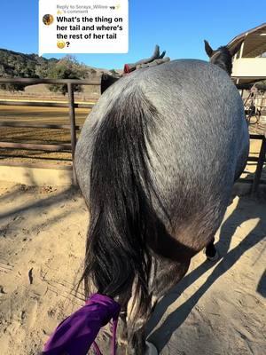 Replying to @Soraya_Willow 🦝⚡️🍌 she has better hair care than I do #horses #tailbag #haircare 