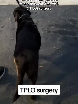 Watch our boy gain his strength back after ACL/TPLO surgery. Good luck to any other furry friends and fur parents who are going through this—we’re thinking of you! #dogsoftiktok #puppy #labpuppy #labrador #PetsOfTikTok #dog #dogsurgery 