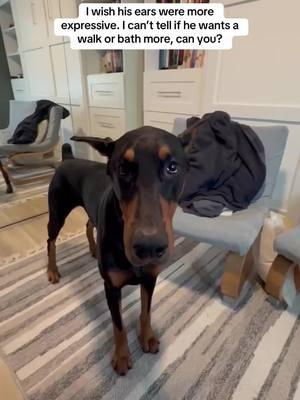 Too bad he doesn’t have any expression with his ears 😂 #bruceofrubydoobydo #brucethedoberman #doberman #dobermann #rubydooby_do #dogsofinstagram #showdogs  