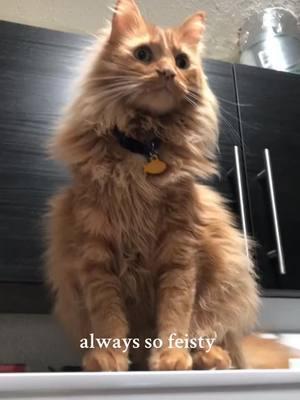 anther oldie from the archives because who know how much longer we’ll be on TT  #feisty #feistycat #feistypets #mainecoon #mainecoonsoftiktok #catsoftiktok #cattok #orangecat #orangecatbehavior #yoshi #yoshithecat #mainemanyoshi 