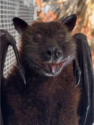 Ozzy when he locates the nearest cantaloupe. 🦇 ❤️🍈 #lubeebatconservancy #fyp #florida #nonprofit #cute #bats #fruitbats #flyingfoxes #lubee #fypシ #funny 