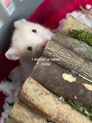 Honestly unmotivated to make videos bc of the ban n anyways pepper never comes out😭 #fypシ #hamsters #hamstersoftiktok #petloss 