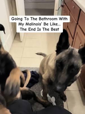 Not a moment of privacy EVER! #cachecoffee #iamgrootofcachecoffee #belgianmalinoisoftiktok #dutchshepherdsoftiktok #malinoisoftiktok #cachecoffeek9 #fightlikefen #mygoodestboy 