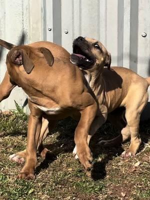 Little brotherly supervised play  Rocky x Ch Coco  #THK #ADBA #APBT #JEEP #REDBOY #PITBULL #HUNTING #AMERICANPITBULLTERRIER #HOGHUNTING #CATCHDOG #AMERICANPITBULLTERRIER #GAMEDOGS #GAMEBRED #TRYHARDKENNELS #BULLDOG #BULLDOG #STRIKEDOG #REDBOYJEEP