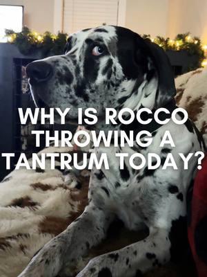 #roccothegreatdane #harlequingreatdane #greatdane #dogsoftiktok #dogvlog #cute #adorable #blueeyes #bigdog #dogmom #mamasboy #spoiled #funny #funnydog #doghumor