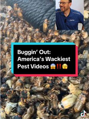 Reminiscing on one of our favorite pest moments from 2024: the double brood cicada emergence! #ExpertsReact Video Credit: @🤠Keet🤠 on TikTok