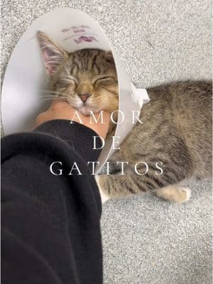 Trabajar aquí a veces es una tortura porque me los quiero llevar a todos 🥹💓 #gato #gatos #gatitos #gatito #gatosdetiktok #gatostiktok #refugio #refugiodeanimales #rescate #rescateanimal #rescatedeanimales #paratii #paratiiiiiiiiiiiiiiiiiiiiiiiiiiiiiii #fyp #foryoupage #fypシ 