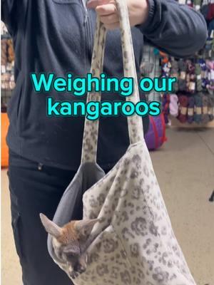 Growing up fast! 🦘💖 Today, we’re weighing our adorable baby kangaroos, Rooby and Sydney. We measure the pouch, then again with the girls inside to track their weight gain since arriving. We're thrilled to see them getting bigger and can't wait to watch them thrive!  Make sure you check out @roobytheroo  for more kangaroo content! #eagleeyefarm #Farmgirlfab #riverfallswi #kangaroo #weights #animallover #babyanimals #kangaroos #localfarm #cuteanimals