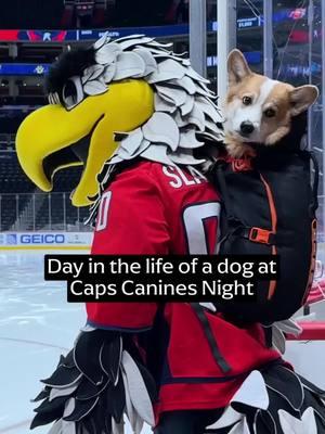 the best night #woof #ditl #dogsoftiktok #hockey 