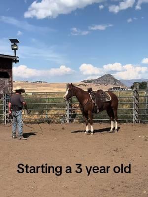 #coltstarting #enjoylife #cowhorse #horses #horse #trainingcolts #coltstarter #startingcolts #traininghorses #aqha #reincowhorse @Jaysen 