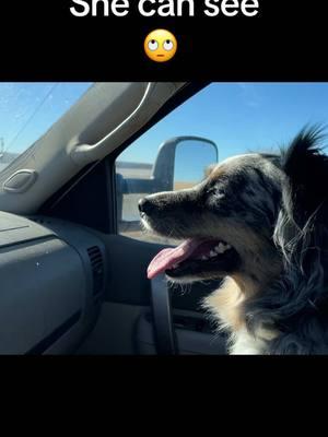 #mountainhcattle #rancher #ranchdog #passengerprincess #driving #mirrors #aussie #dog #colorado 