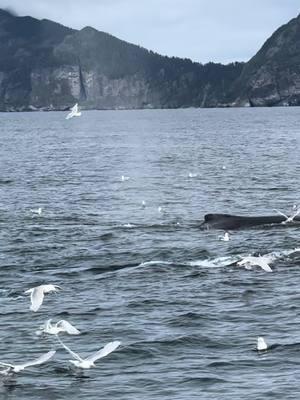 Humpbacks whales  #humpbackwhales #humpbackwhale #whale #whales #whalesoftiktok #alaska 