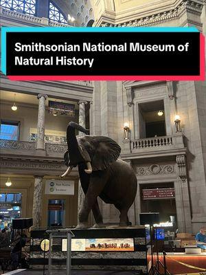 Smithsonian National Museum of Natural History.  Museo de historia natural en Washington DC.  #udc #museum #history #washingtondc #museo #historia 