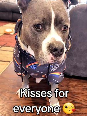 kisses 💋, Dog kisses, dogs in hoodies, dogs in clothes #fyp #fypシ #fypシ゚viral #foryourpage #foryoupage #dogkisses #kisses #dogsinclothes #pitbull #pitbullsoftiktok #pitty #dogs #pets #staffy #dogsoftiktok #cutepets #pitbul #dogsvideo #TN 