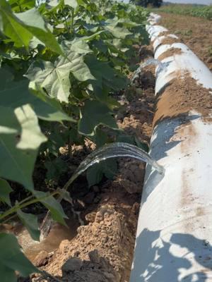 Perry Galloway is in a #cottonfield for #season2 of #topcrop Don’t miss all the episodes on @RFD-TV starting January 23, 2025 or watch it on our website! #massfollowing #farm #farmtok #agrok #irrigation #arkansas #cotton #fyp #