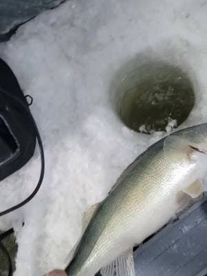 Catching fish isn’t a problem #icefishing #walleye #fatboi #fish #catchandrelease #bigwalleye #hardwaterhunting #fyp #lake 