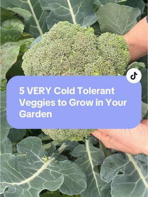 Itching to plant this spring? Here are 5 veggies that can handle cool temperatures! #gardening #gardentips #gardenplanning #plants #vegetablegarden #homegarden 