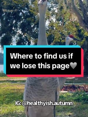 So much to update you all on! If you have IG, follow us there as a backup. Hope we don’t lose you all here! #tiktokviral  . . . #carlthecrane #sandhillcrane #naturelover #animalsdoingthings #animalsdoingfunnythings #funnyvideo #funnyvideos #makemelaugh #floridaproblems #funnyanimals #viralanimalsoftiktok #animalsoftiktok #exoticpets #funnybirds #lakelife #lakelifebestlife #onlyinflorida #thedodo #fyp #viralanimals #sandhillcranes #birdlover #birdlovers #fypシ #fypage #babysandhillcranes #floridawildlife 