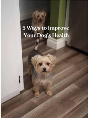 🐾5 ways to improve your dog’s health! Full recipe for the balanced dog food is on my bIog ❤️ #healthydog #balanceddogfood #homemadedogfood