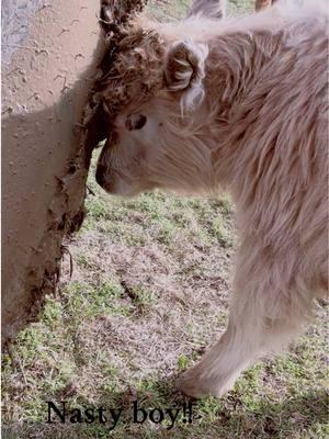 #cyrus is a #nasty #boy Mudhead! #mcclintockakamickey #mickeysbaby #highlandbullcalf #3monthsold #mickeysbabies #texas #grasspuppy #dun #fypツ #breezyhillhomestead 