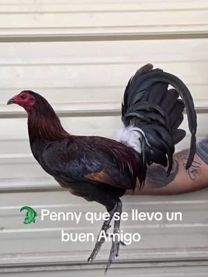 #gallos #gallosfinos💯 #gallosfinos #gallosdeprimernivel #gallosmexicanos🇲🇽 #pennyhatch #penny #roundhead #albany #kelso #sweater #asilplummer #hatch #leiper #gamefowlbreeders #gamefowl #gamefowllife #yellowleghatch #mclean 