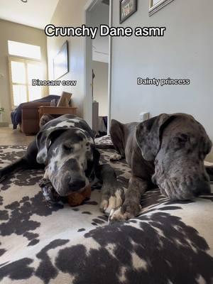 They are so different when eating kibs. My girl Pepa will inhale her food, Appa eats like a lady. Here, they are the complete opposite 😂 #appa #pepa #greatdanes #bigdogs #asmr #dogsounds #crunchysounds #fyp 